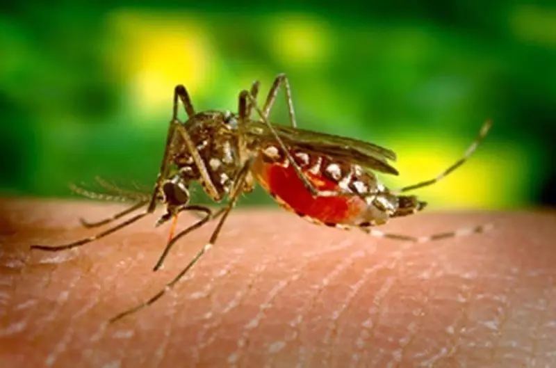 Alerta: Óbitos por dengue chegam a 14 em São Paulo e a 21 no Brasil em 2025, 37 municípios já decretaram situação de emergência no estado